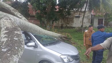 Pohon Tumbang Timpa Mobil Warga Banda Aceh