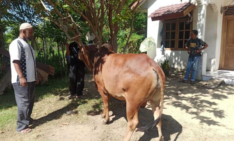 Dewan Dakwah Aceh Salurkan Hewan Qurban ke Daerah Perbatasan Aceh