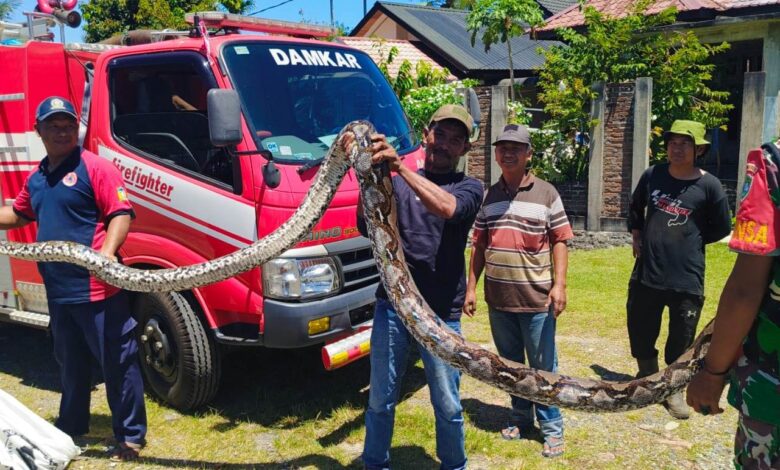 Ular Piton Sepanjang Enam Meter Gegerkan Warga Aceh Besar