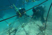 Peringati Hari Lingkungan Hidup, Pertamina Transplantasi Terumbu Karang di Pulau Pasumpahan