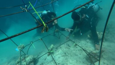 Peringati Hari Lingkungan Hidup, Pertamina Transplantasi Terumbu Karang di Pulau Pasumpahan
