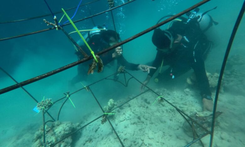 Peringati Hari Lingkungan Hidup, Pertamina Transplantasi Terumbu Karang di Pulau Pasumpahan