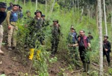 Polisi dan BNN Temukan 18 Hektare Ladang Ganja di Aceh Utara
