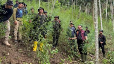 Polisi dan BNN Temukan 18 Hektare Ladang Ganja di Aceh Utara