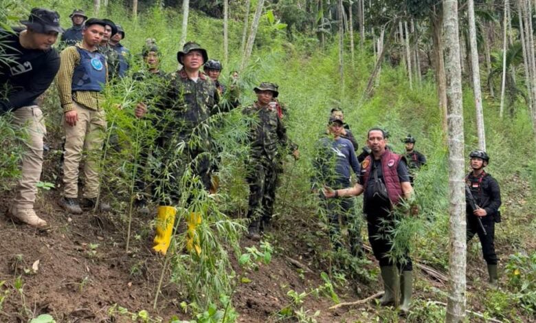 Polisi dan BNN Temukan 18 Hektare Ladang Ganja di Aceh Utara