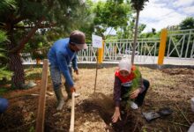 Pertamina Dukung Penghijauan Bukit Sibea-Bea, Salurkan 3.000 Bibit Pinus